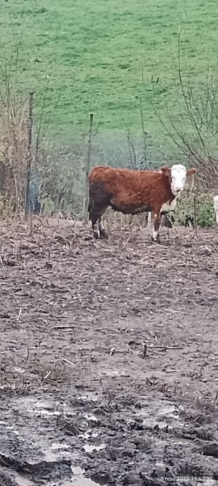 Vind o vițică la 4200