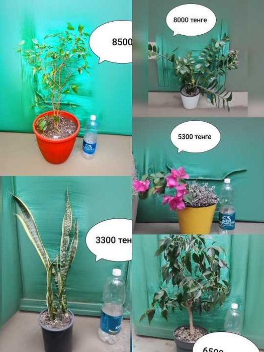 Цветы домашние  - адаптированные