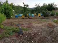Пчелен прашец от екологично чист район