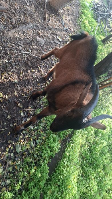 Vând țap alpin francez