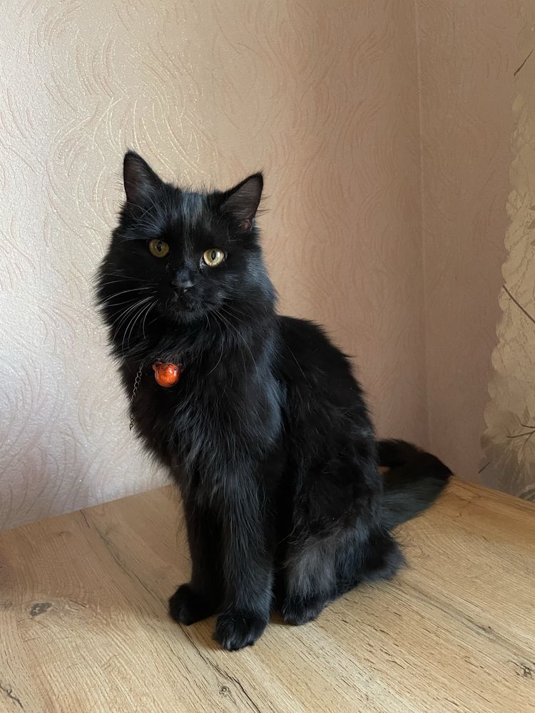 Кошка стерелизованная