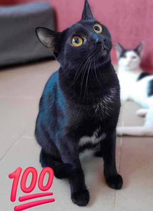 Adoptie pisica neagra castrata Hurem