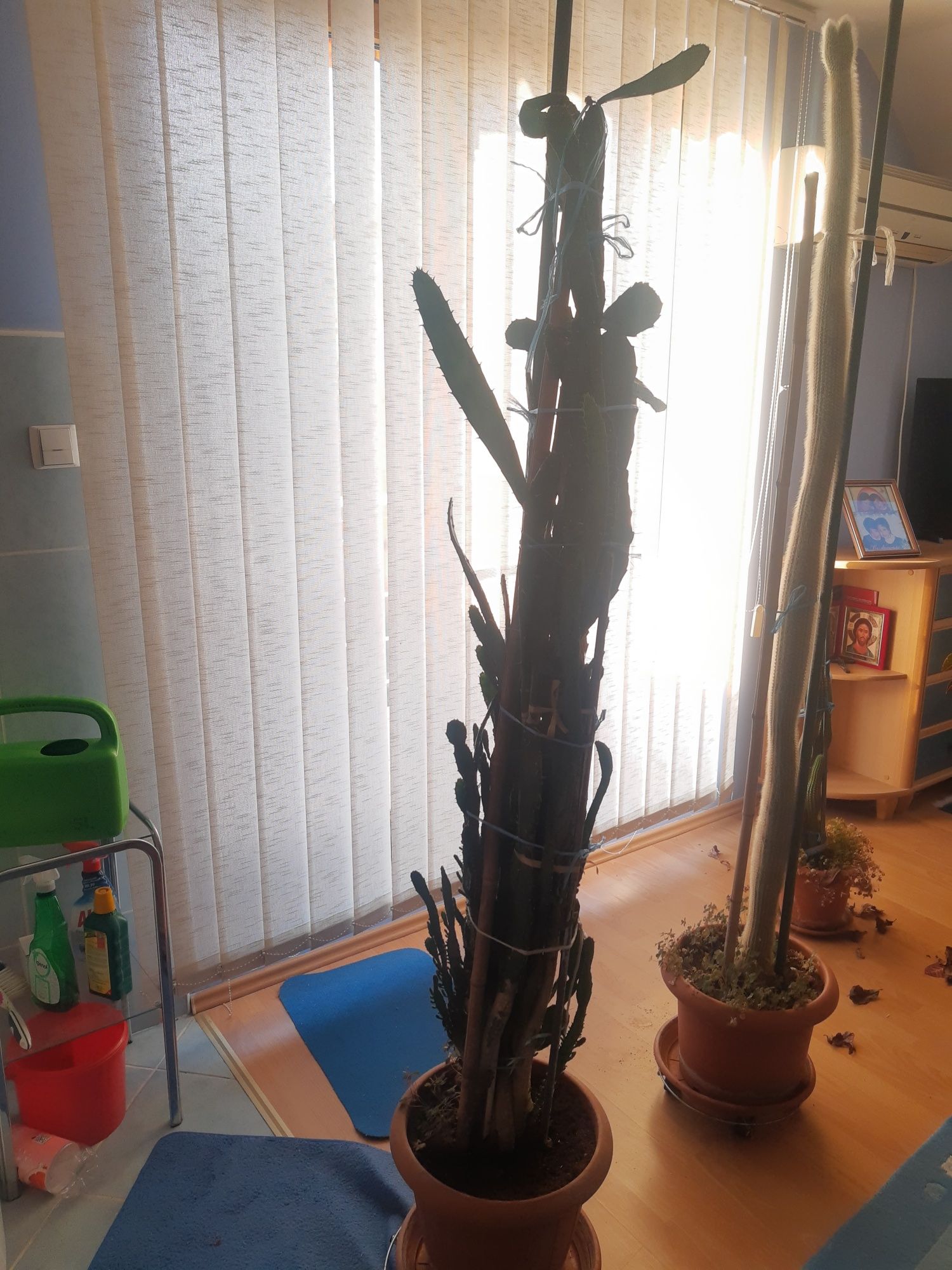 Vând plantă de apartament cactus