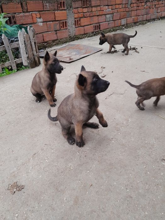 Белгийска овчарка