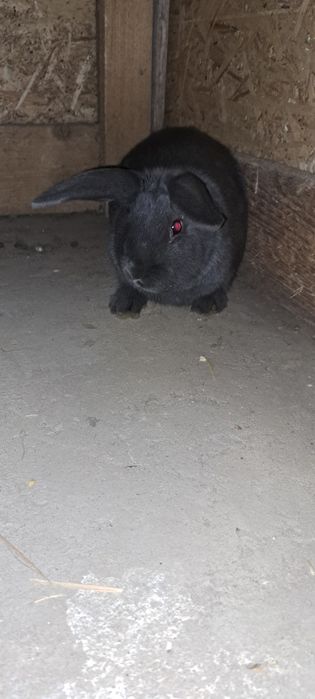 Iepuri masculi 8 luni