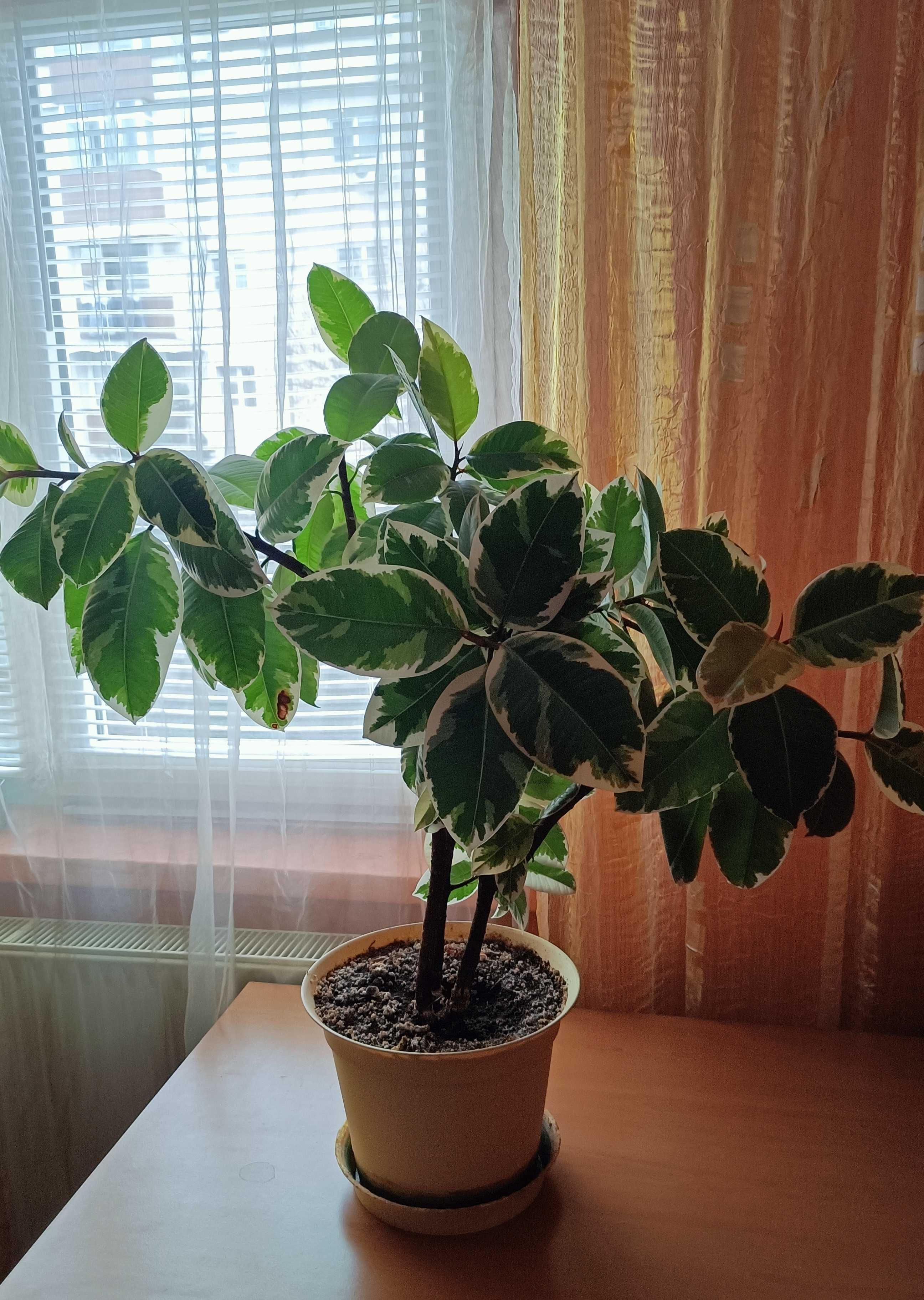 Plante naturale - Croton si ficus