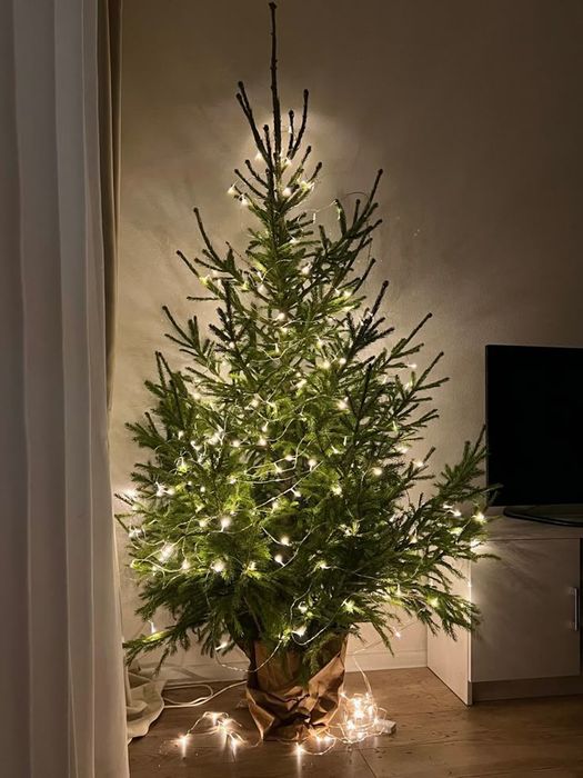 Ель ( Ёлка) пихта и другие живые деревья