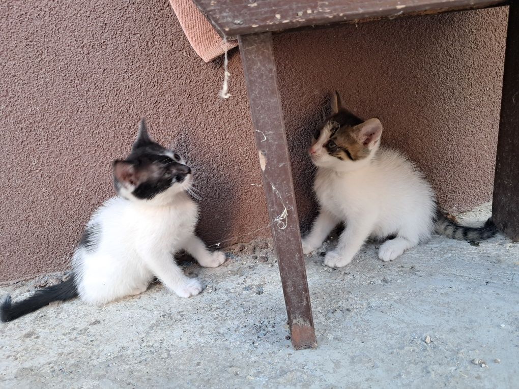 Donez pui de pisică