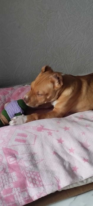 питбультерьер почти 4 мецяца