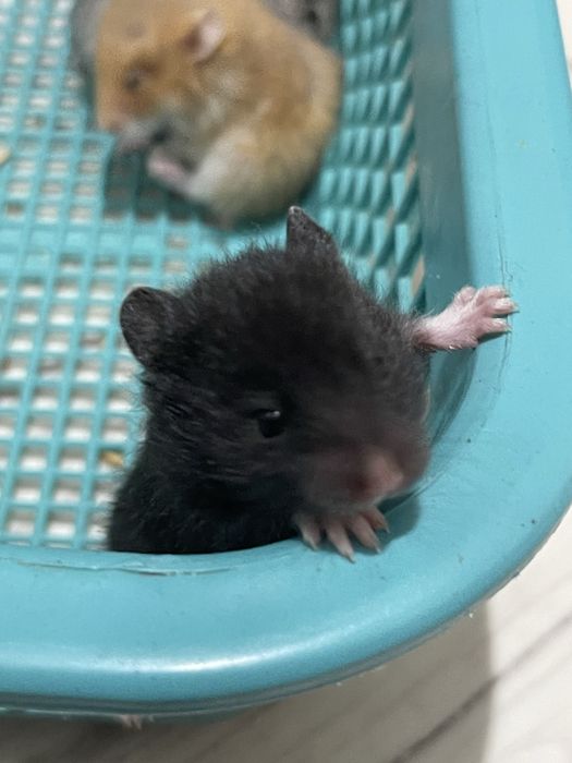 Хомячки сирииские