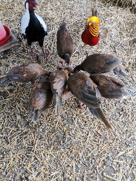 Oua fazani Mai multe rase PT imcubat