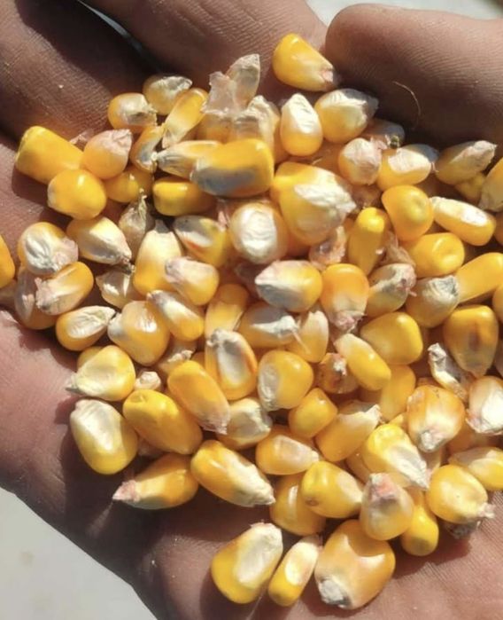 Porumb boabe 80 bani