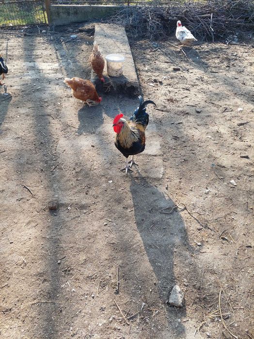 Cocosi de rasa mixta