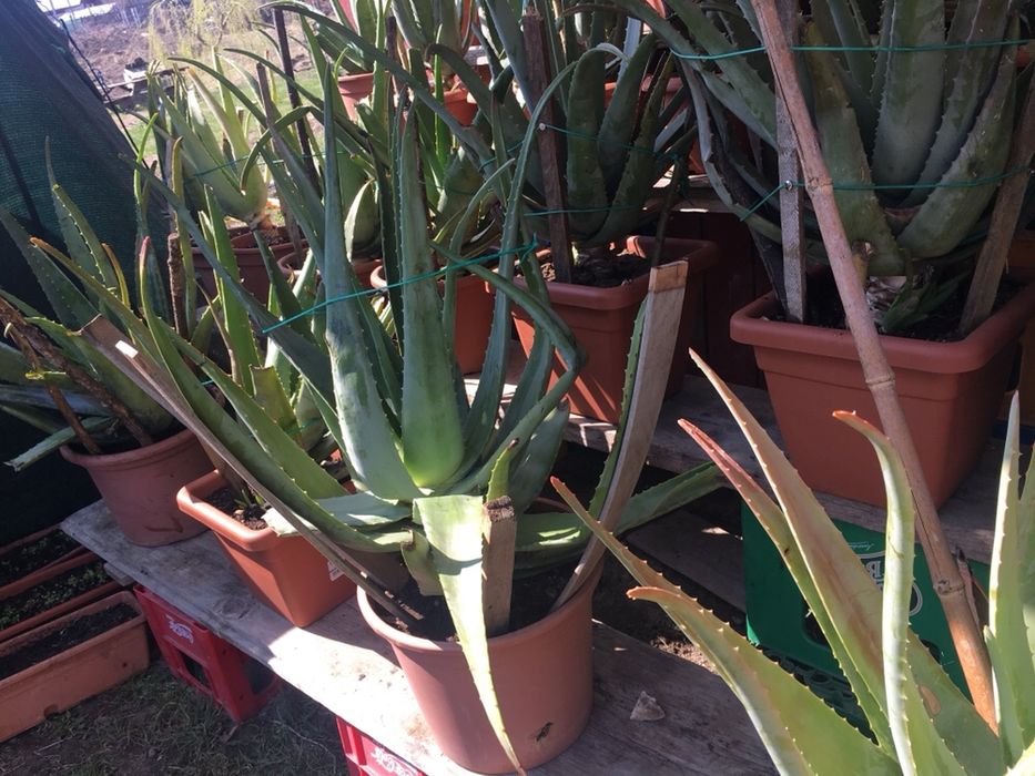 Vând planta Aloe vera barbadensis