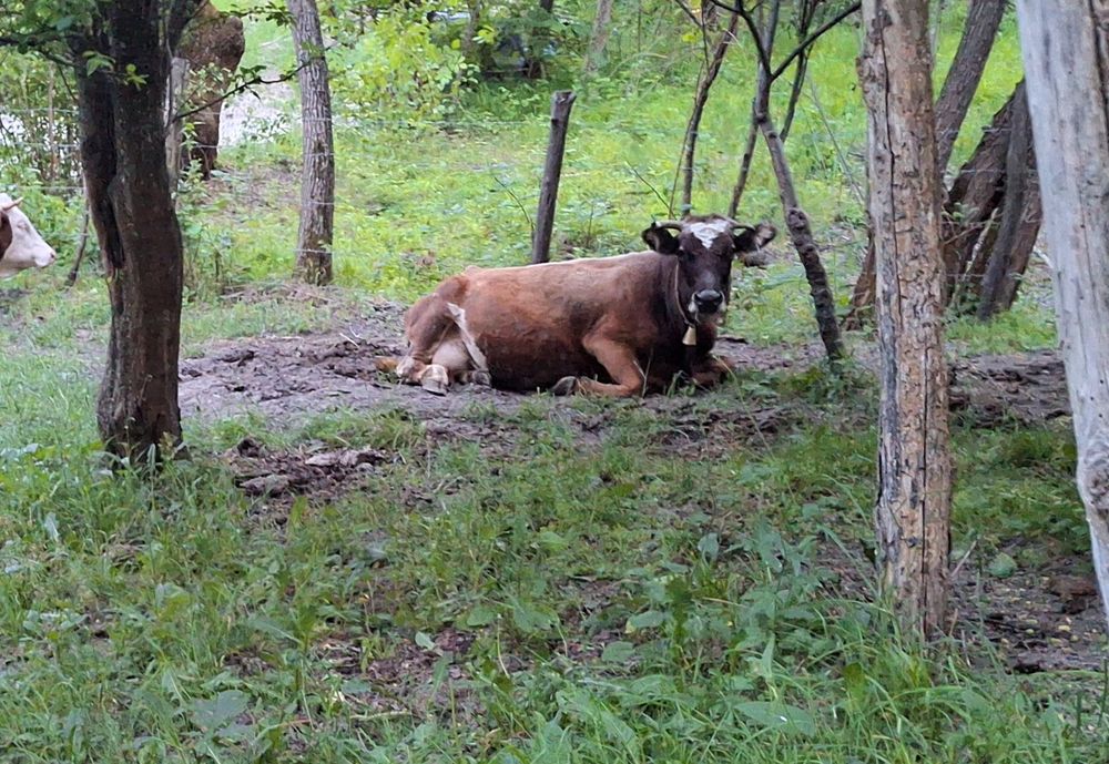 Vaca buna de lapte de vanzare