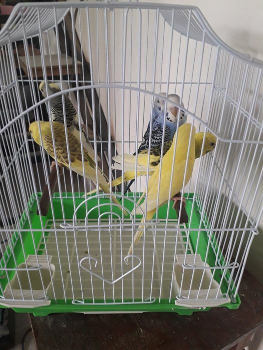 Perusi tote  culorile