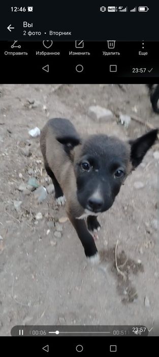 Отдам щенка в добрые руки