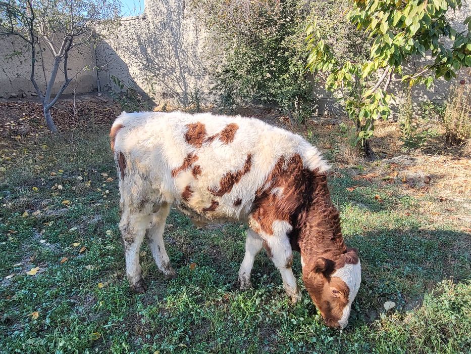 Сментал новос сотилади зоти тозаси йеб ичишига гарантия соглом нахтга