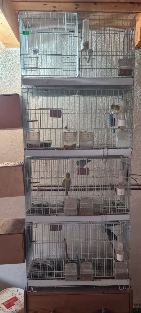 Vand 3 perechi reproducătoare de Forpus Coelestis