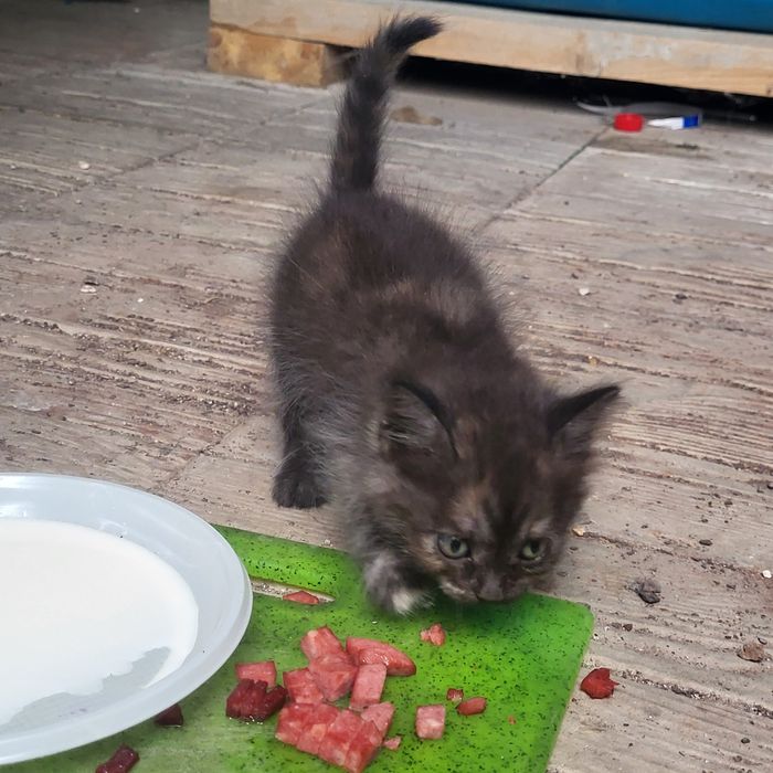 Отдадим котёнка в добрые руки
