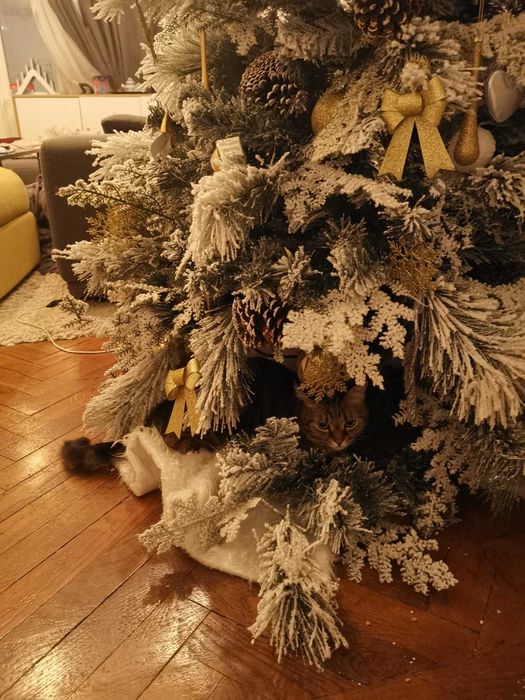 Brad cu zapada si conuri 180cm - ace 2d + 3d