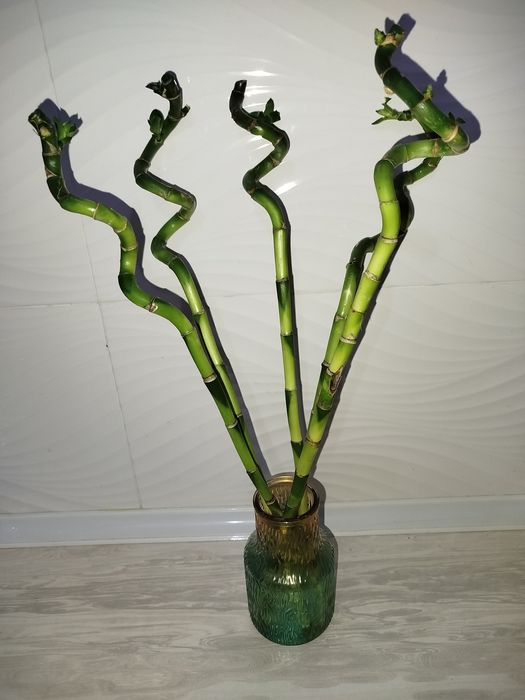 Bambuk бамбук счастья