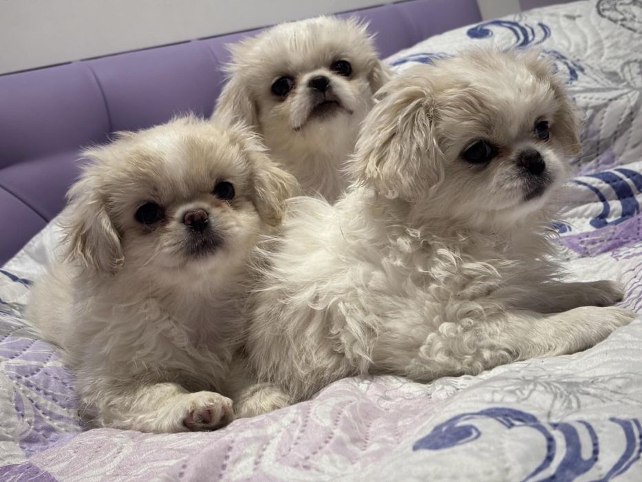 Кученце пекинез бяло