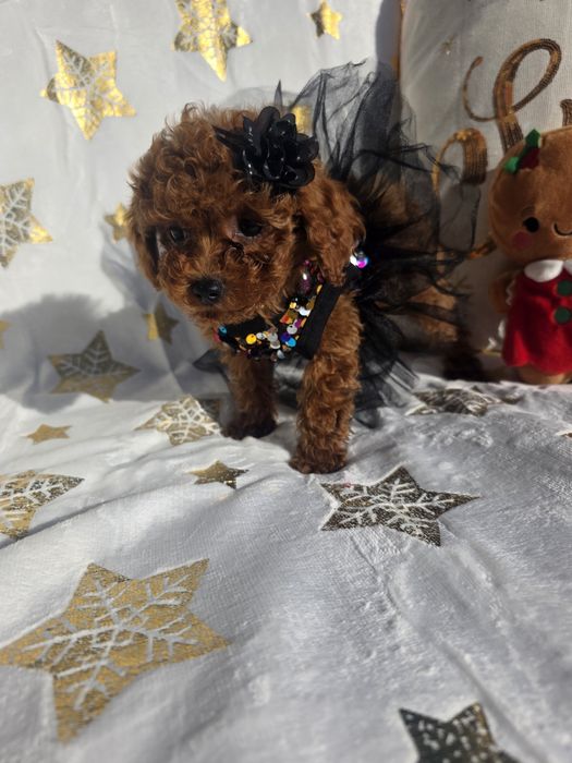 Пудел той момиче с документ за произход