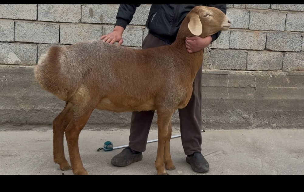 Семіз саулық қоилар бар соиып беру ішіне кіреді