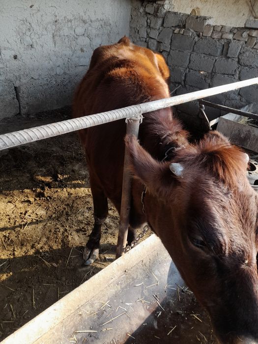 Гуножин сотилади 1'5 йошар