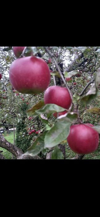 Baloti rotunzi Fan sau Lucerna la TIR.Pomi:Alun.Nuc.Cires.Castan.Pruni