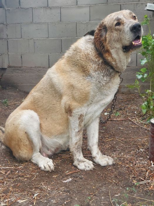 Алабай 3 жасар ургашы дау каншык