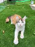 Fetita maine coon ochi albastri