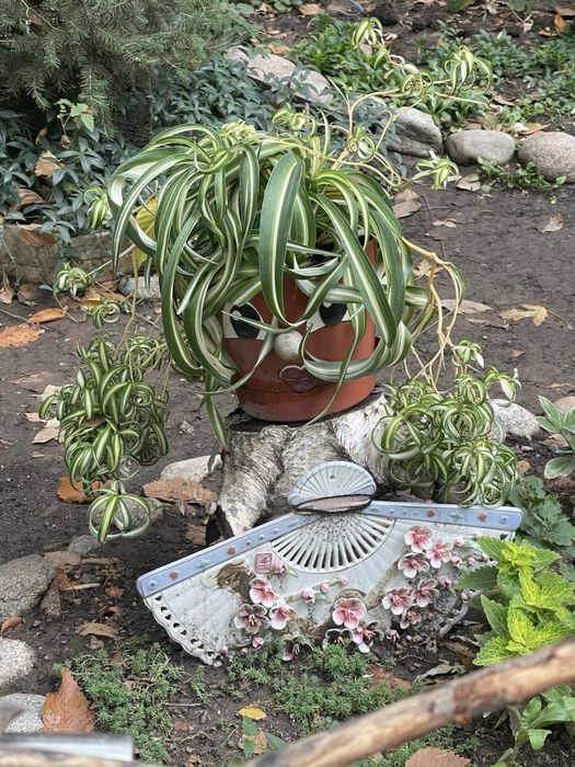 Продам хлорофитум хохлатый  или кудрявый