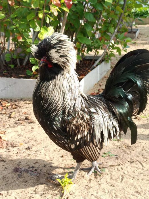 Эксклюзив! Черный Падуан.