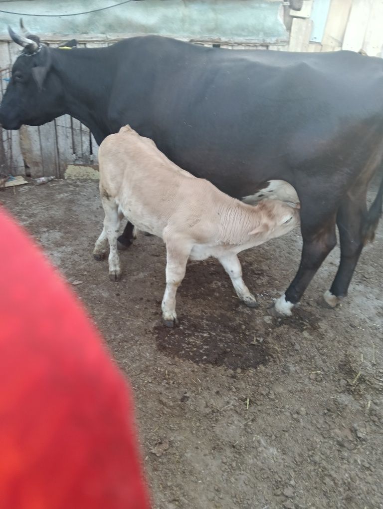 Vitei  de vanzare .