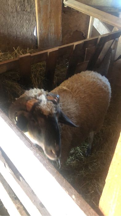 Vaand sau schimb berbec