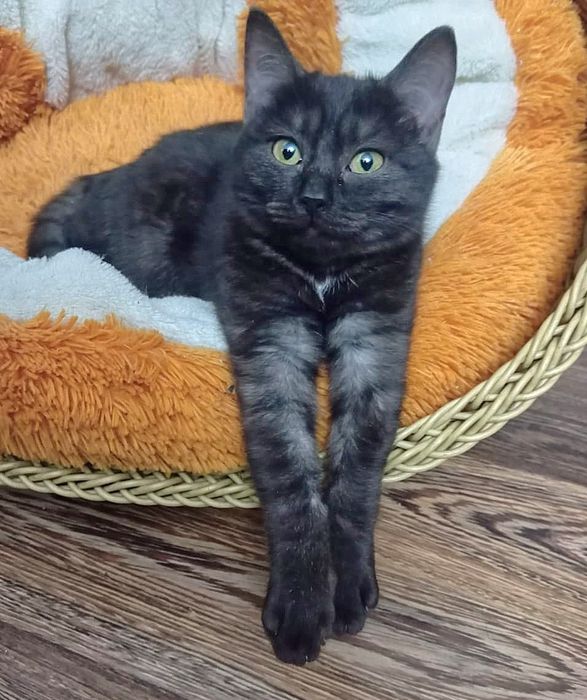 Няшный комочек счастья ищет добрых хозяев, станет талисманом удачи))