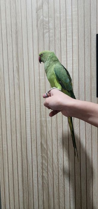 Ajrela sotilqdi ruchnoy