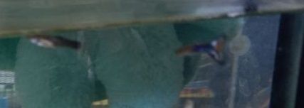 5 тернеций и 2 гуппи