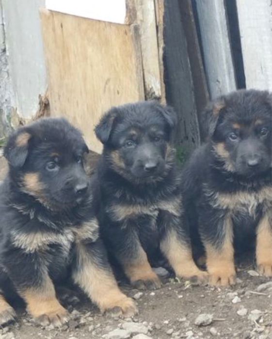 Продам щенки немецкая овчарка