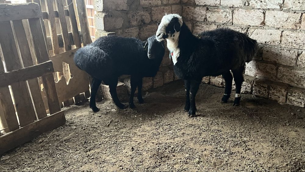 Семіз қошқар ісек сатылады