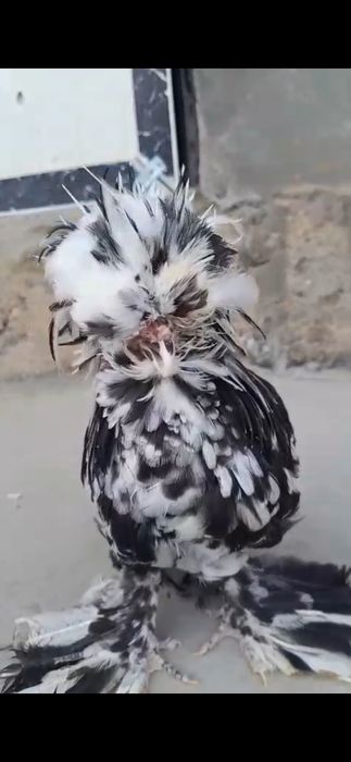 Султанка жас кораз