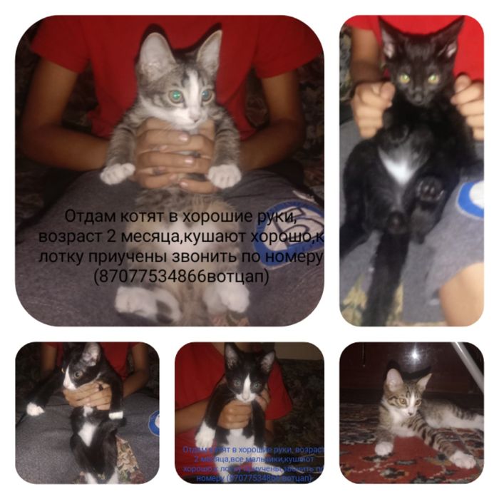 Отдам котят в хорошие руки
