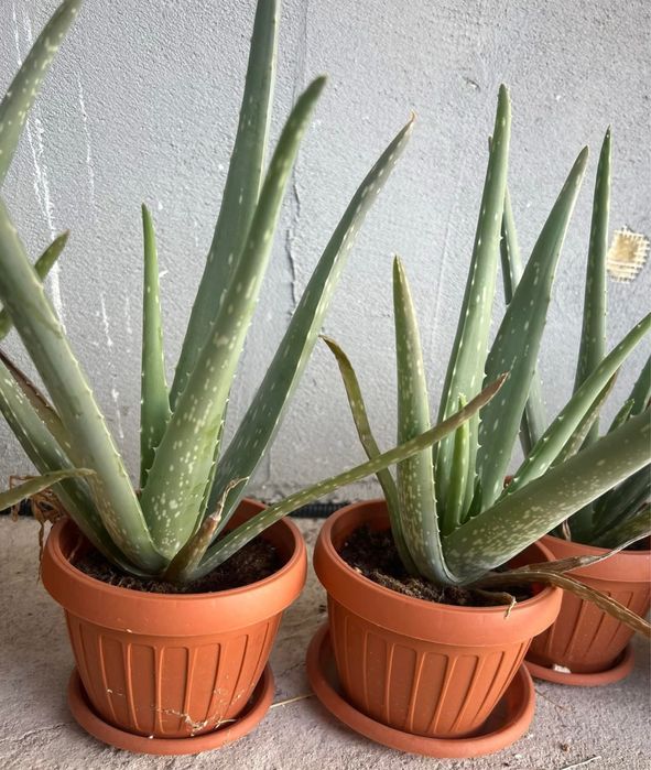 Vand plante Aloe Vera