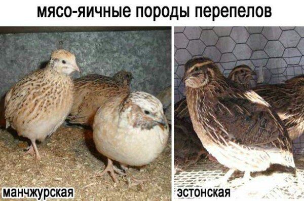 Цеплять на заказ 
Жожаларга буюртма оламиз
