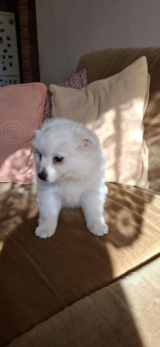 Среден мини шпиц померан