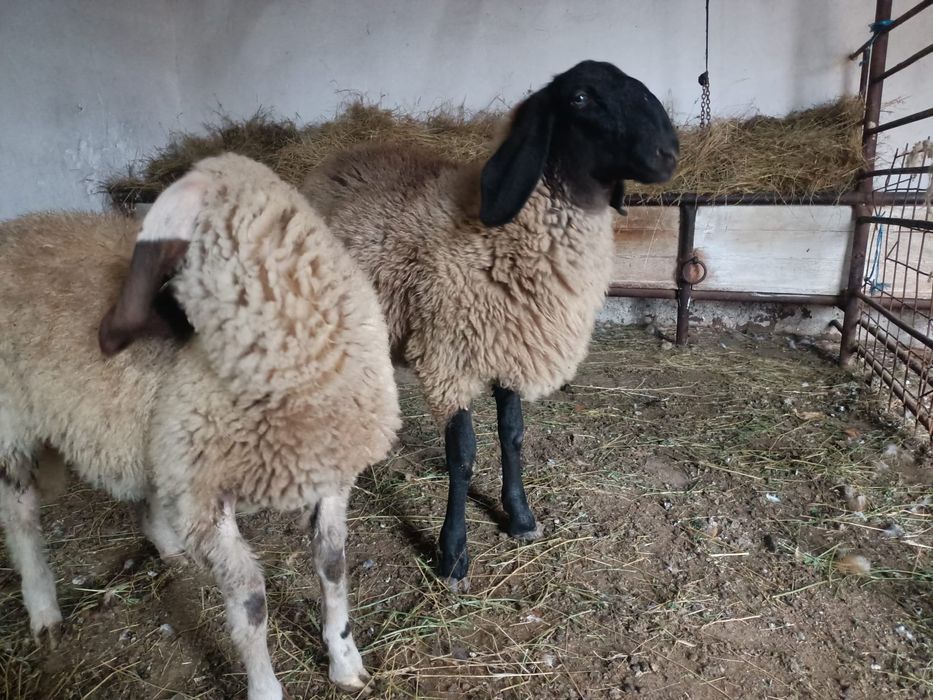 Vând sau schimb sârbesc