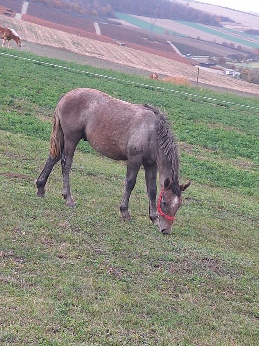 De vânzare manz de 8 luni  .