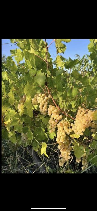 Vand struguri de vin soiuri diferite